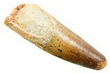 Fossil Spinosaurus Tooth - Feeding Worn Tooth #364209-1